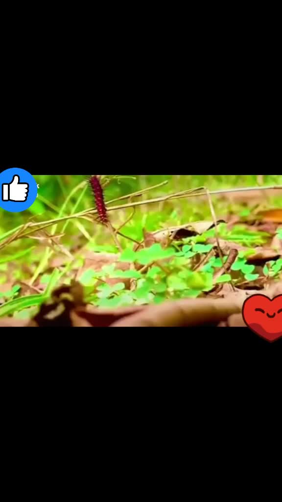 @banjara boy