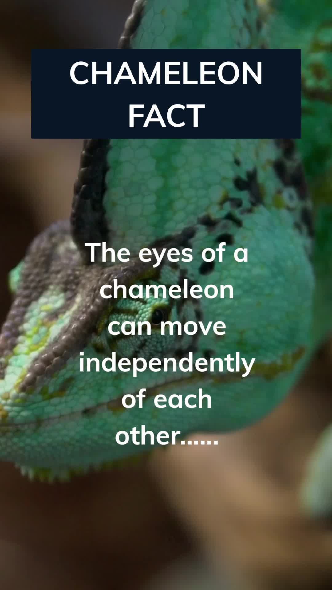 @Amusing Animal Facts