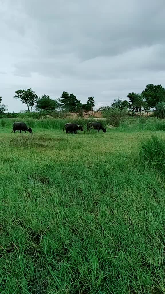@anji yadav