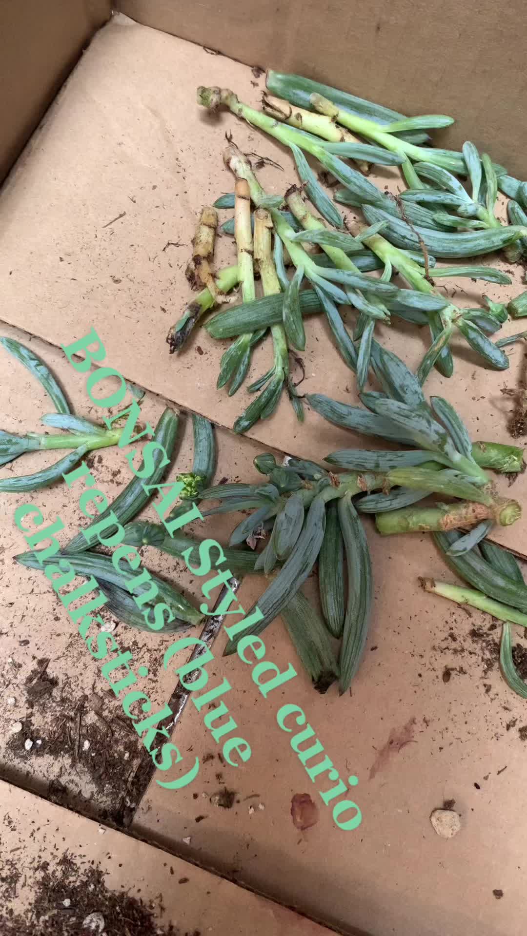 @Plantaesisage