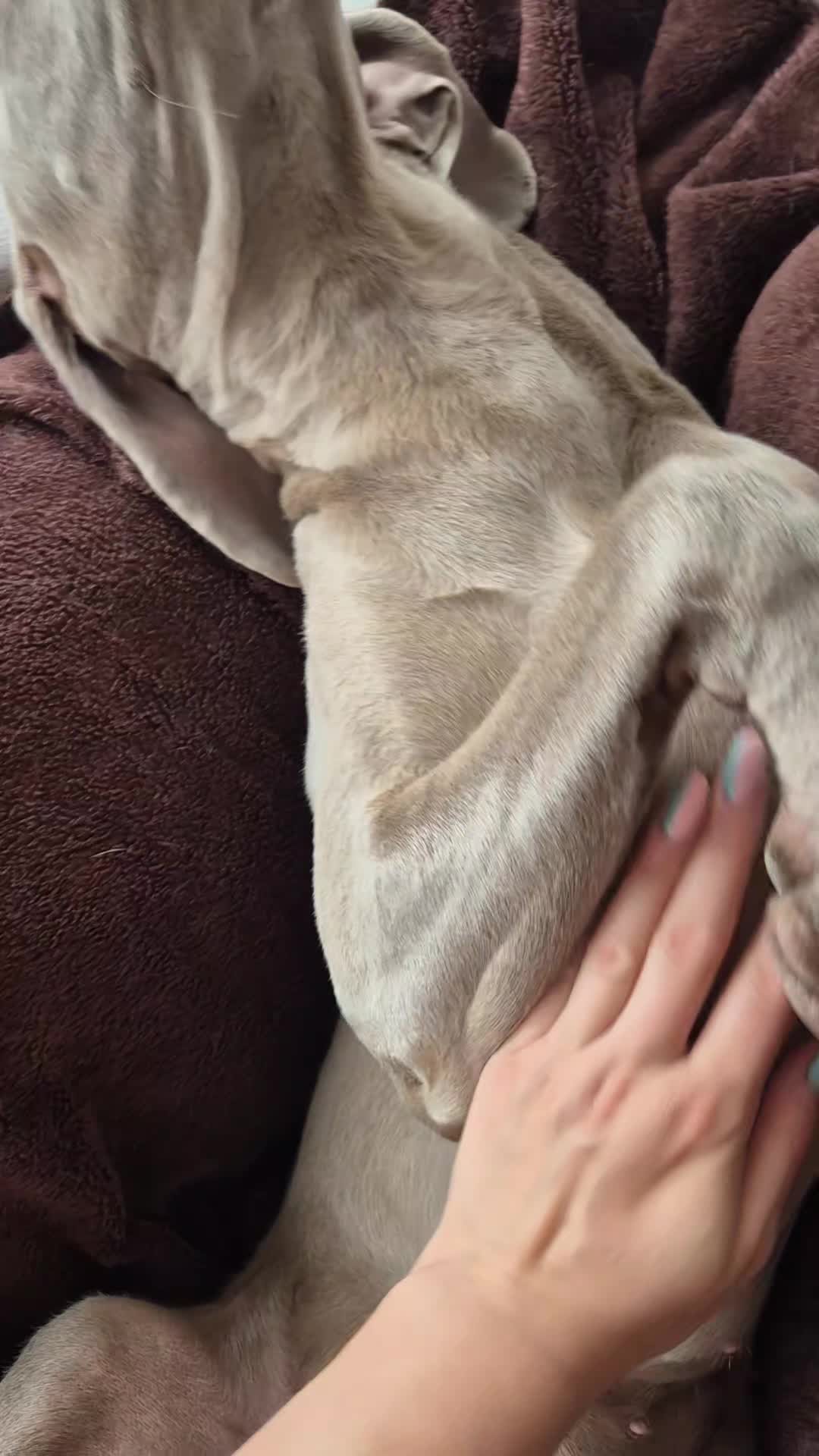 @Sabsky weimaraners