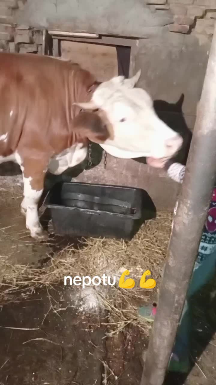 @Vyktor Victor