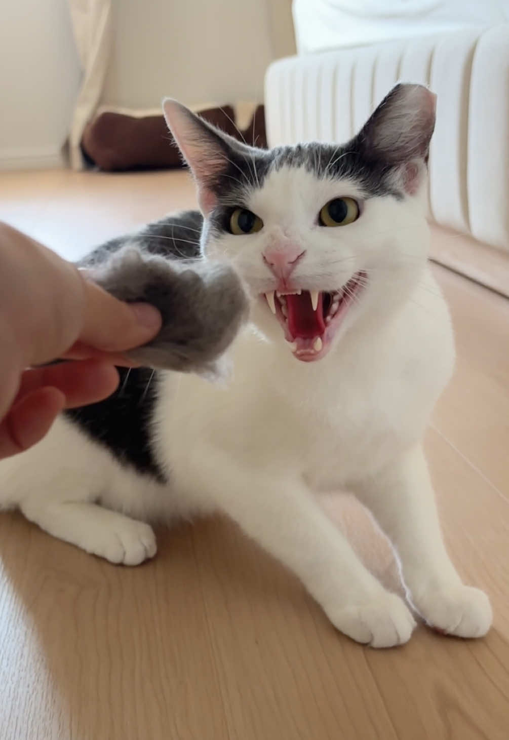 @Mimi Wawa Meow