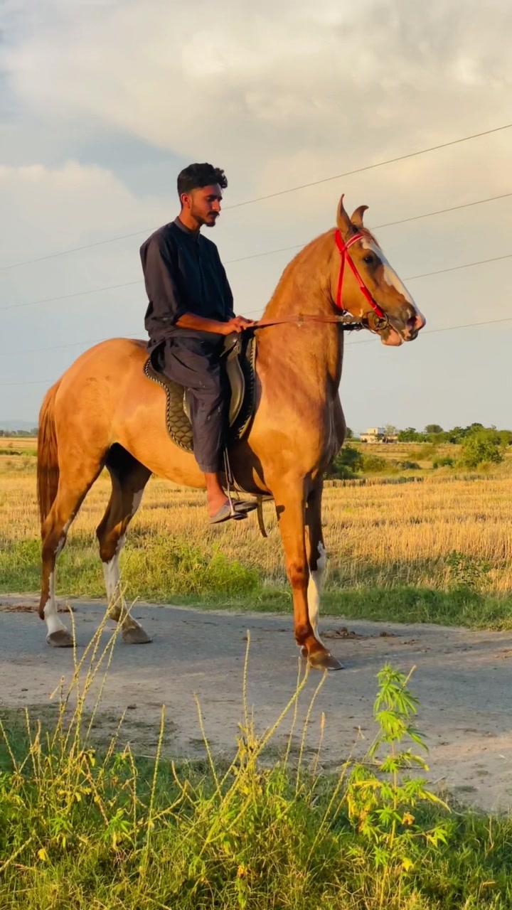 @Ch Hammad bokan &hearts;️🐎