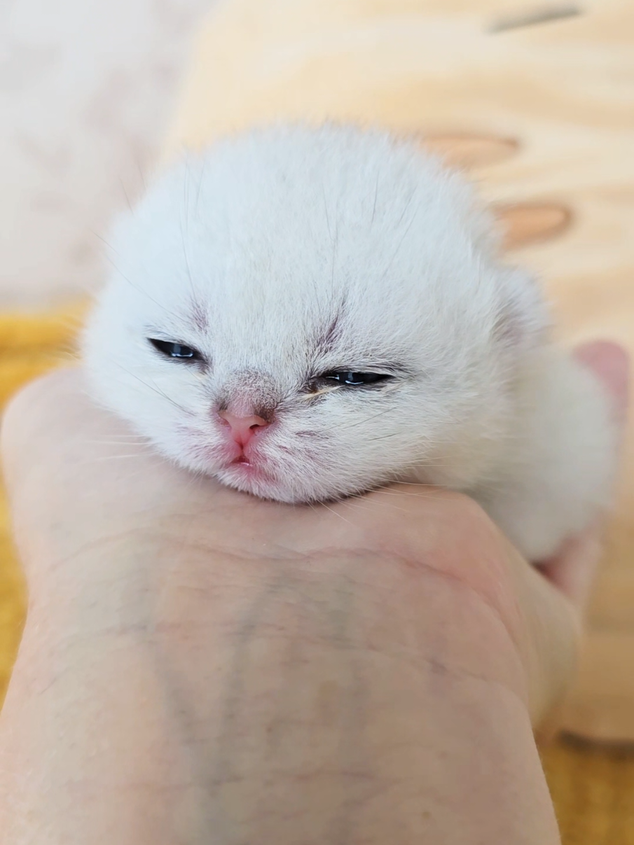 @Cat Chloe & kittens
