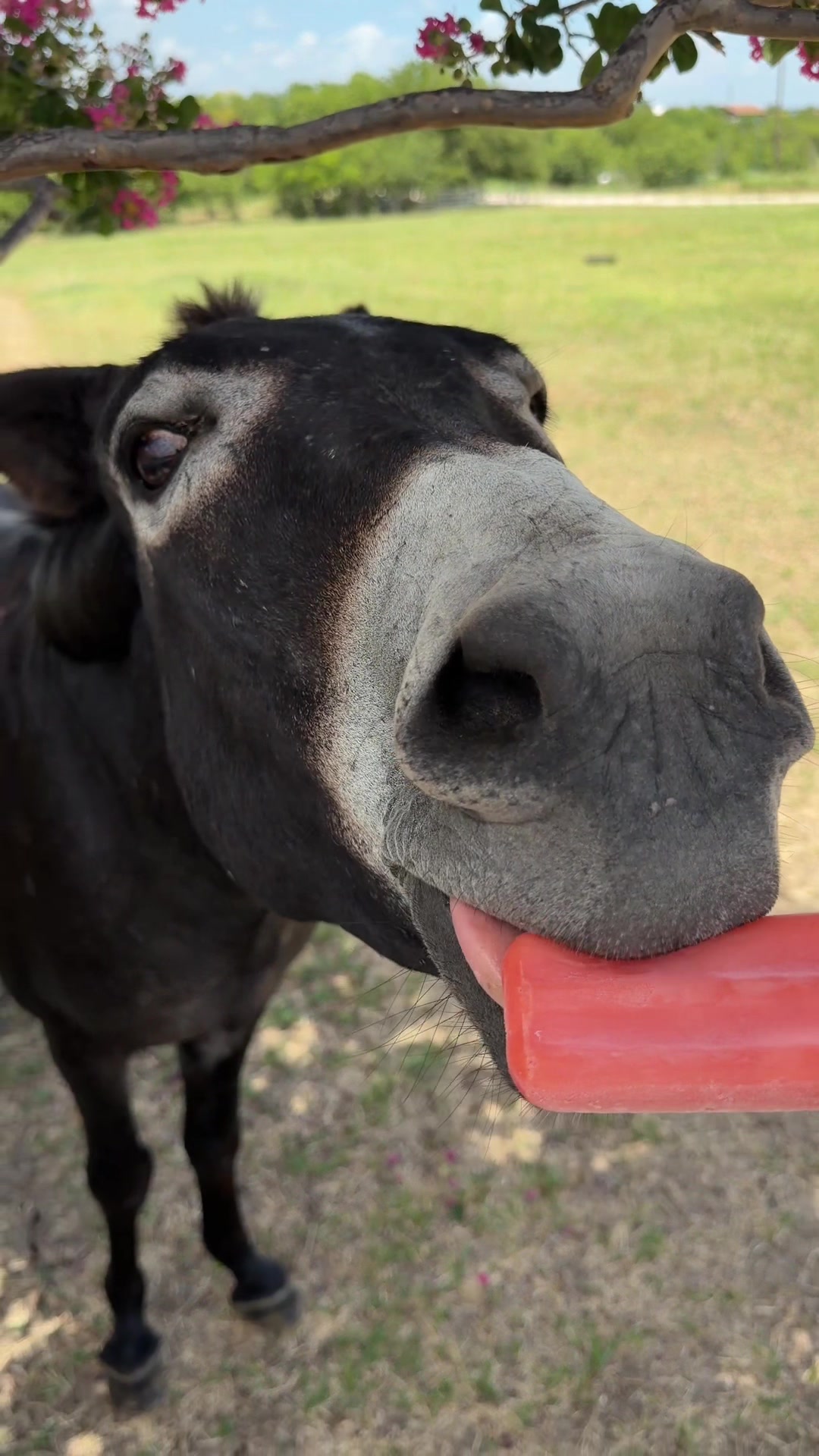 @DonkeyandHoundMama
