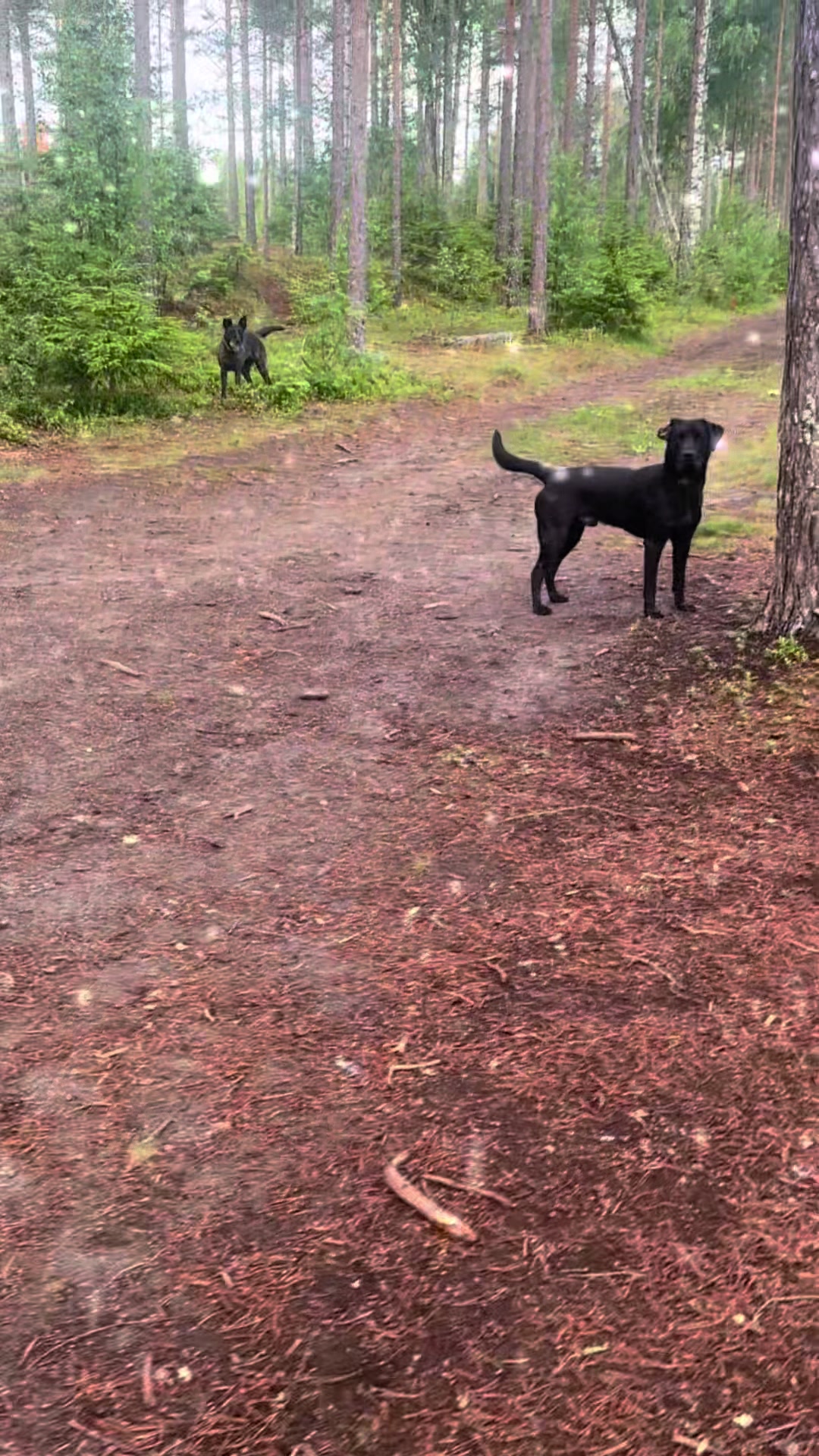 @dutch_lab_stories
