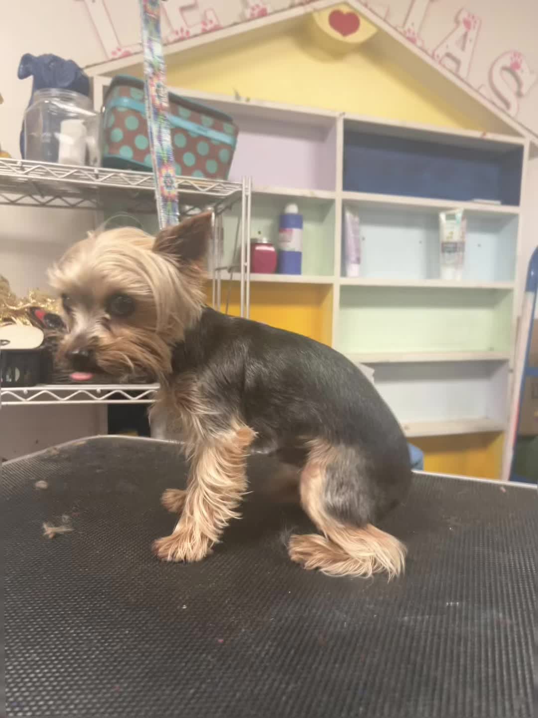 @Doggie Dog World