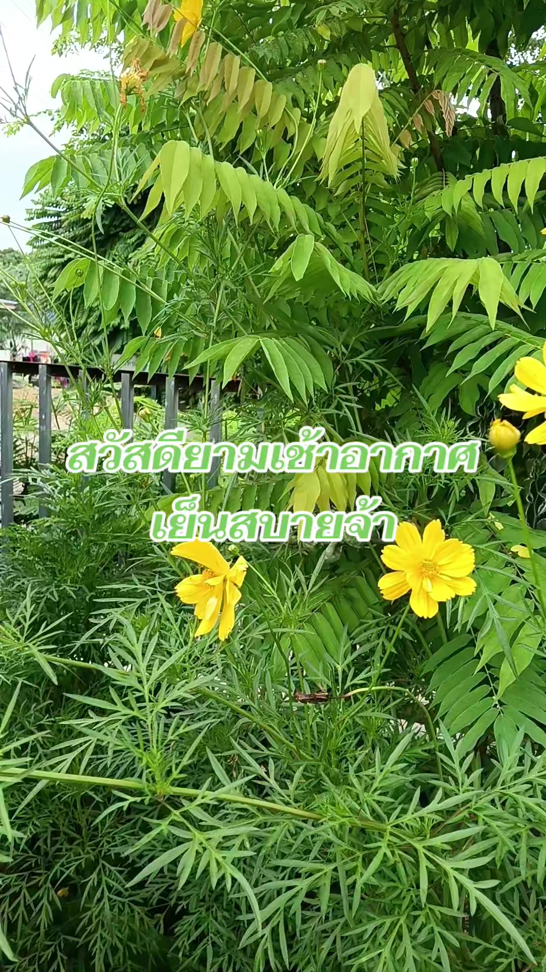 @pranee