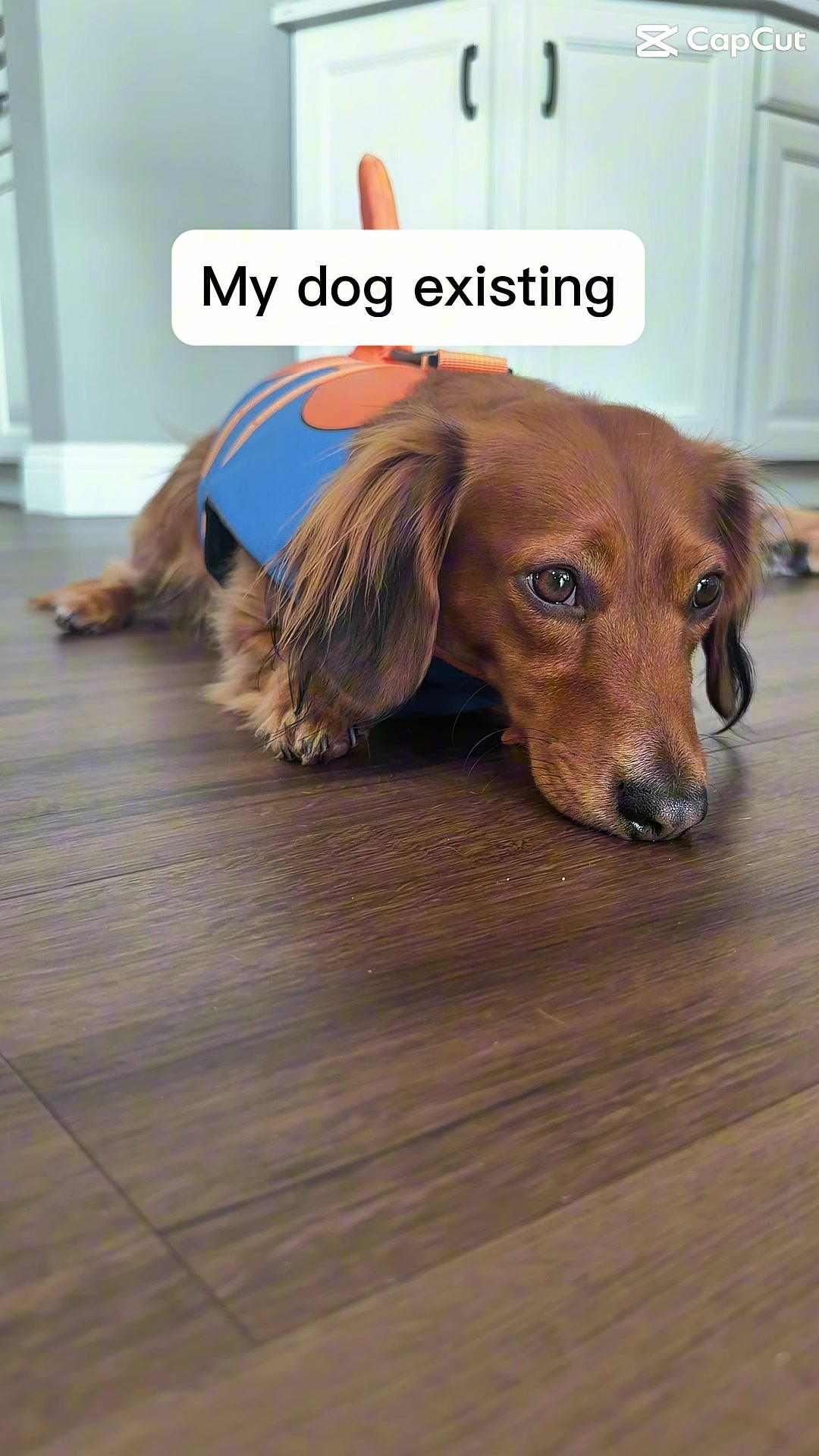 @charliebrownthedoxie