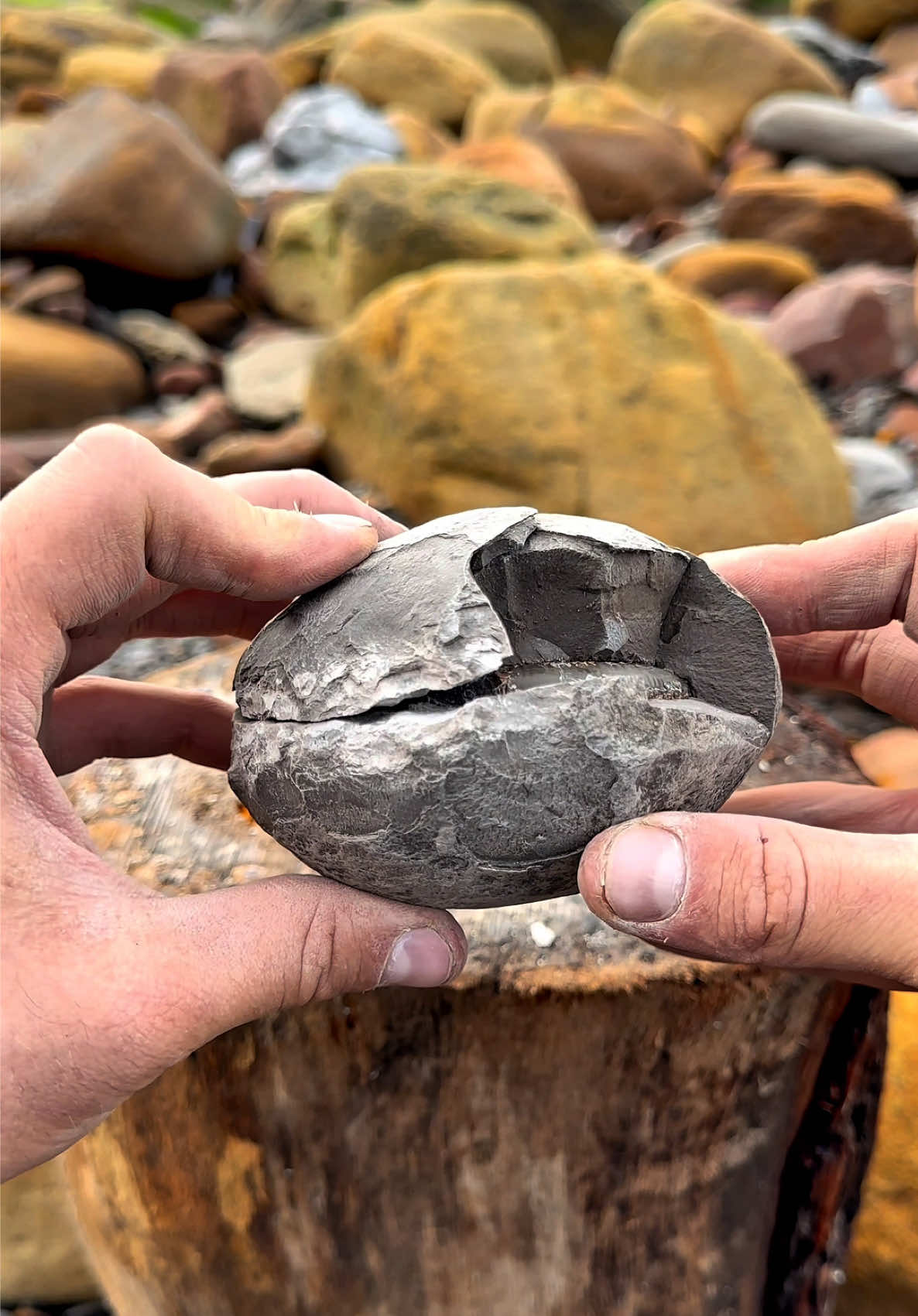 @yorkshire.fossils