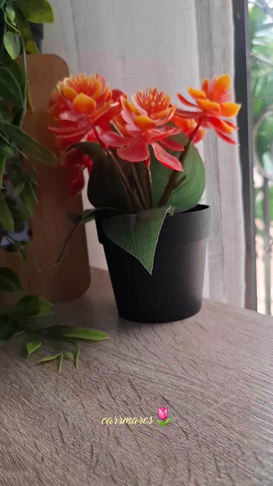 @CarrMarcs🌷