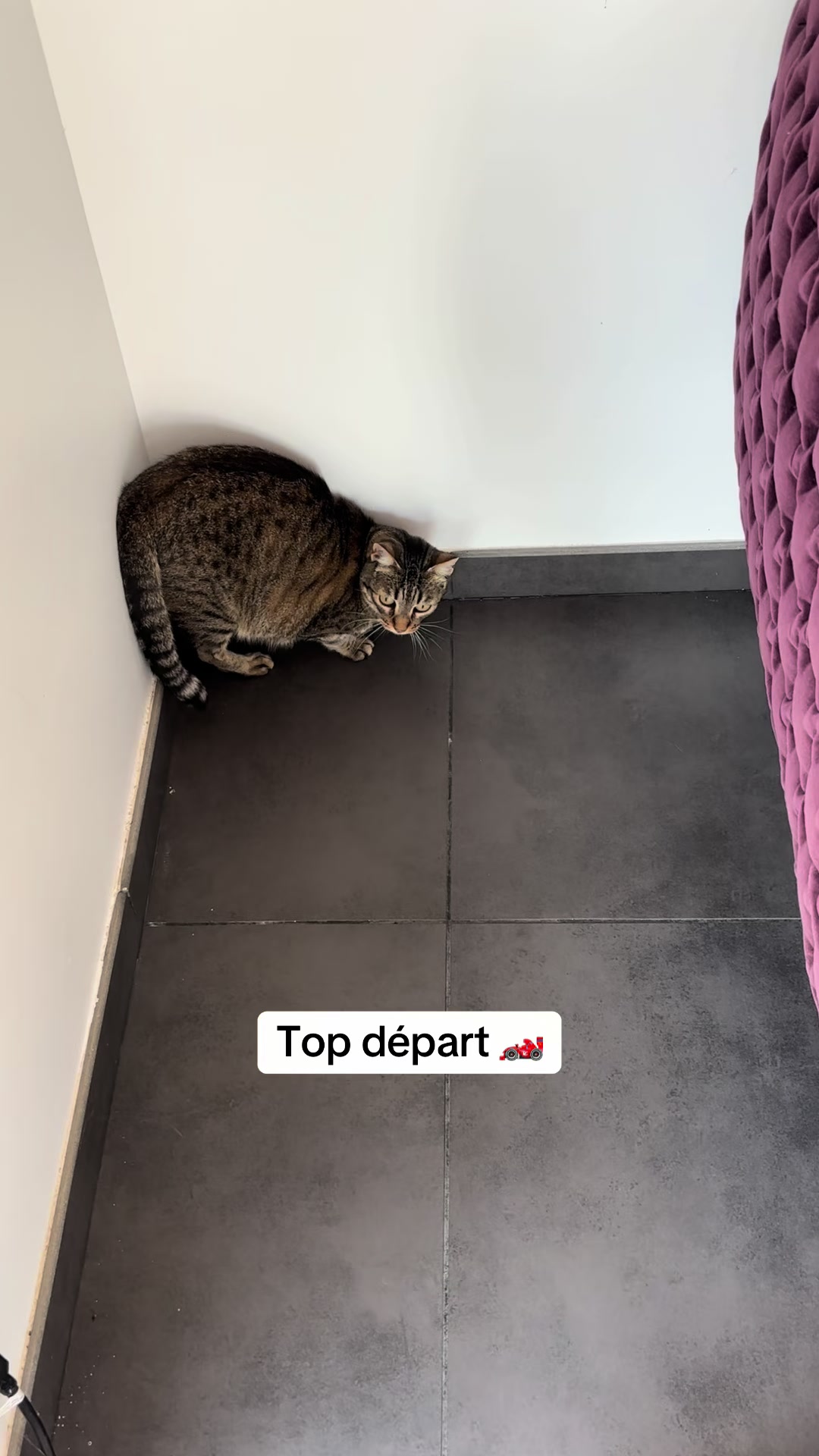 @Bulle la chatte 🐈