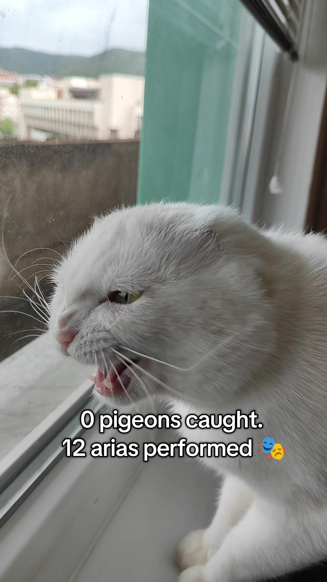 @Fluffy - the persian cat