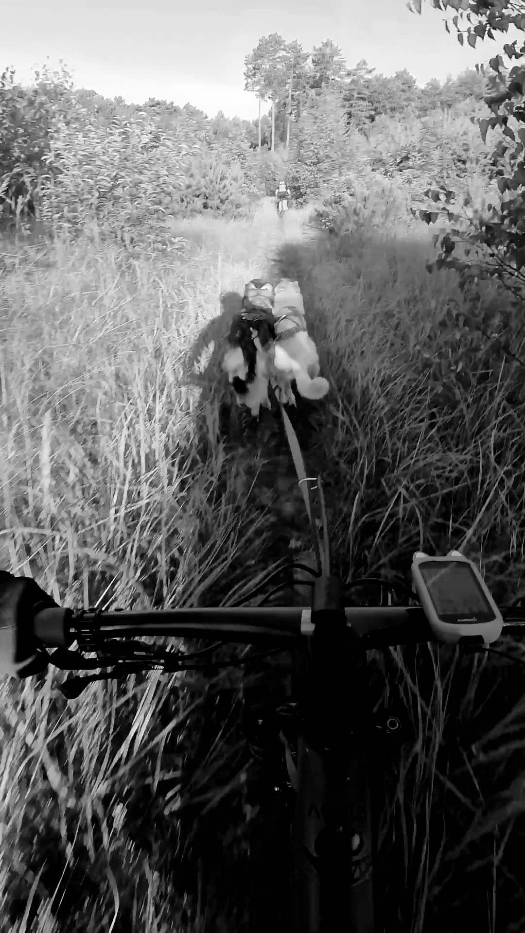 @Agnieszka Ignaszak bikejoring