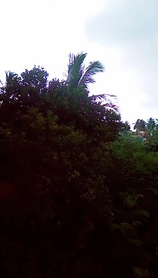 @janimani007