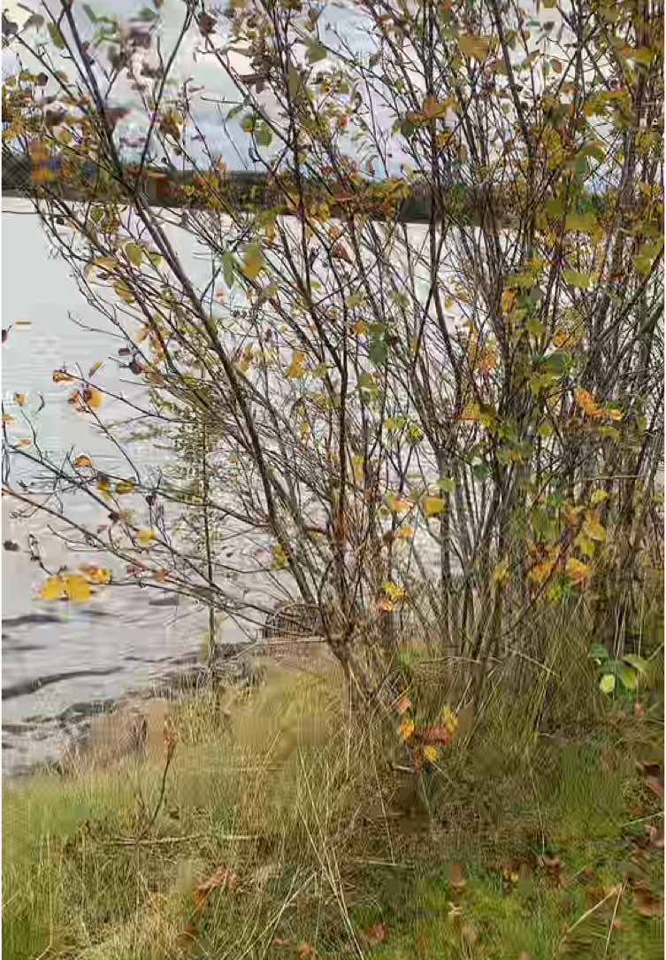 @Osama 🇸🇪