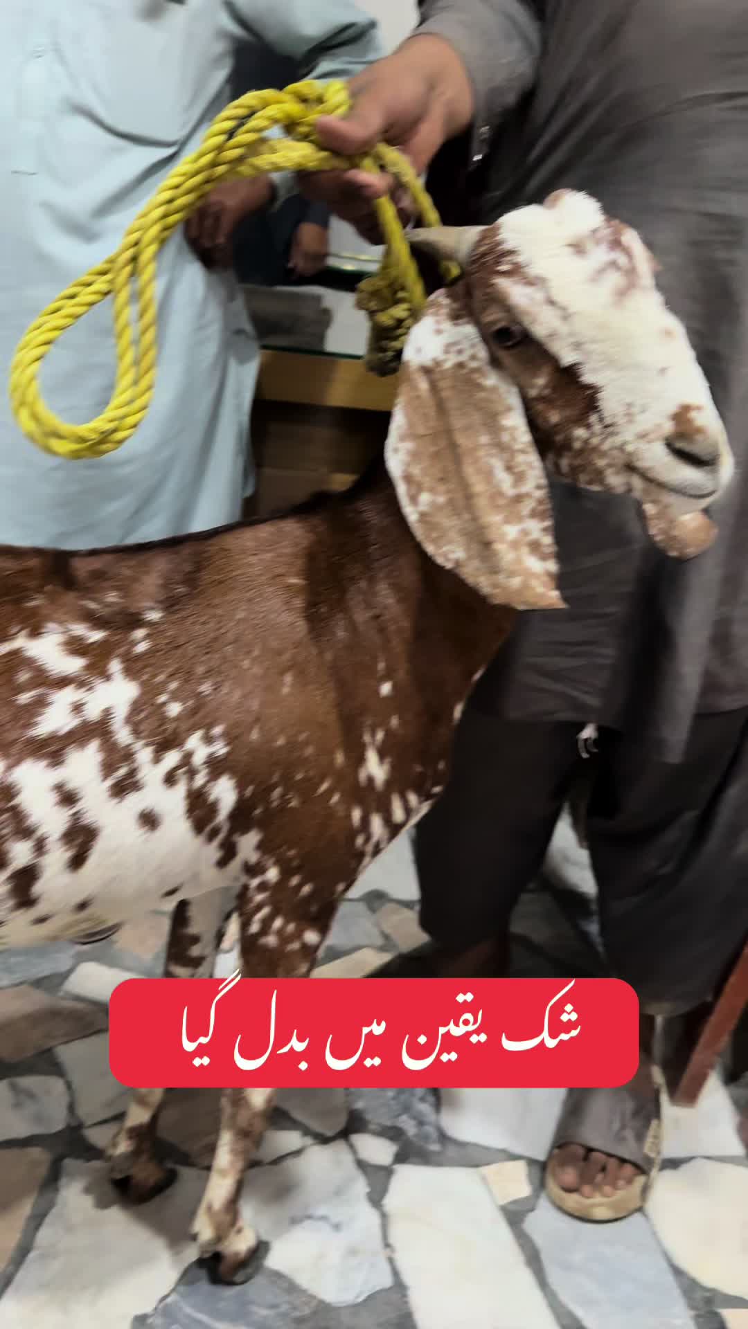 @vet.dr.mohsin4800
