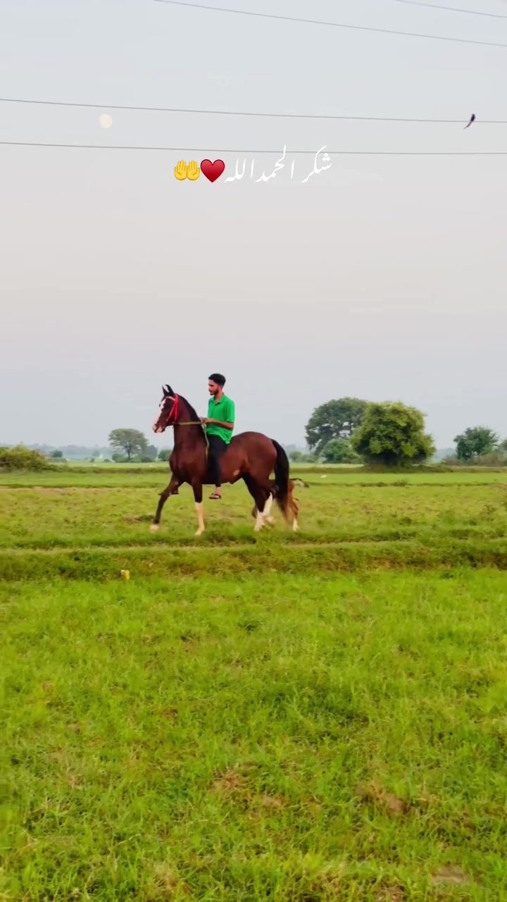 @Ch Hammad bokan ♥️🐎