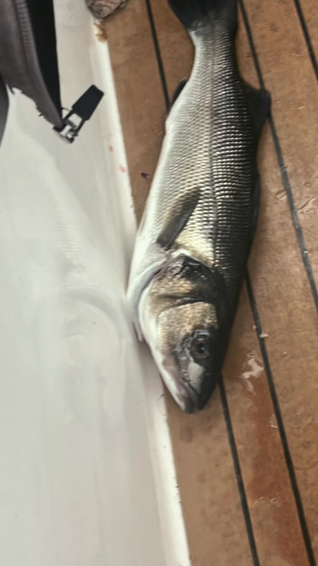 @BrumGoesFishing