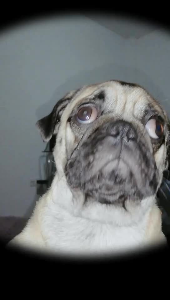 @Norka Elizabeth The Pug