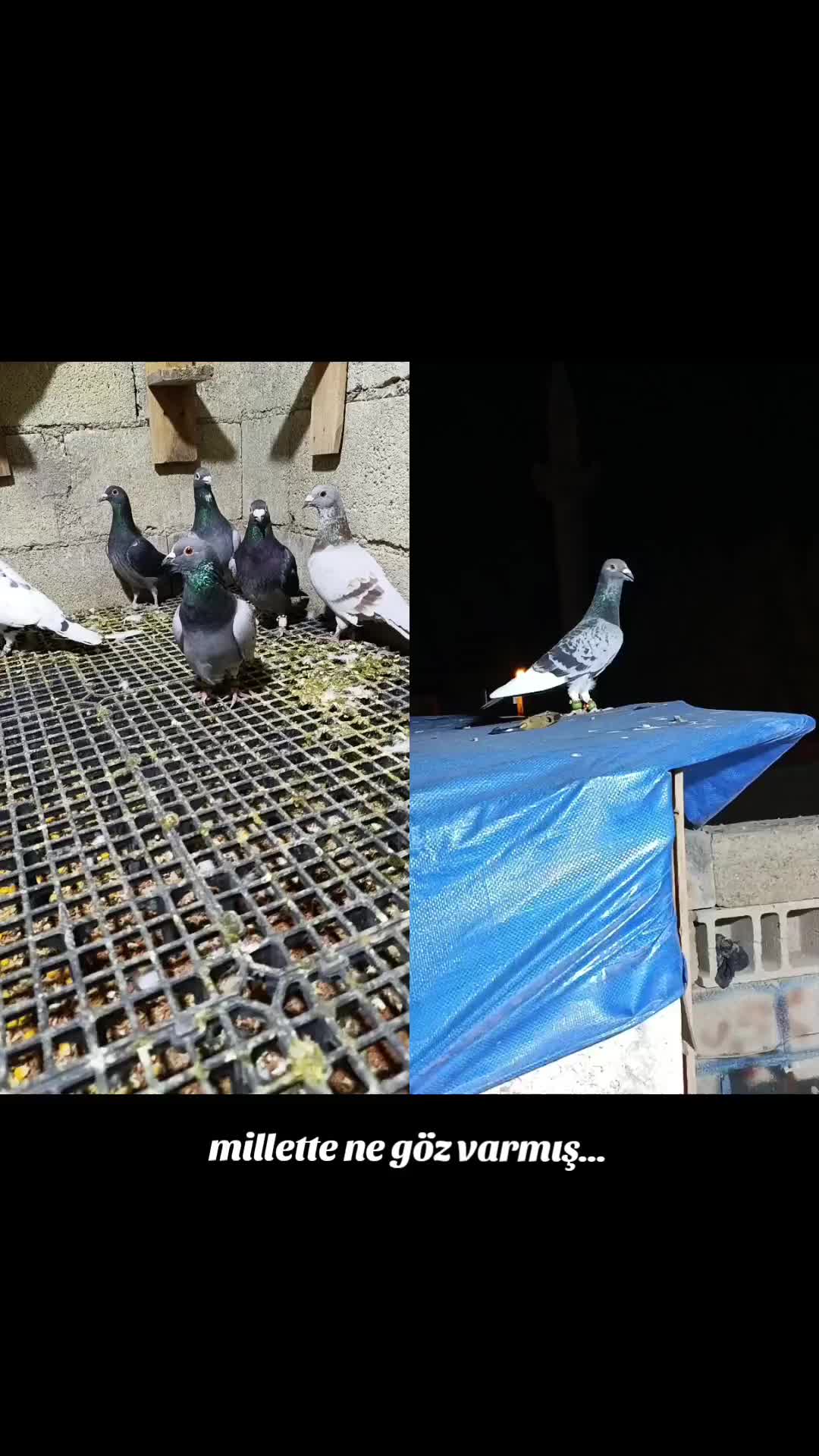 @👑 postacı 👑