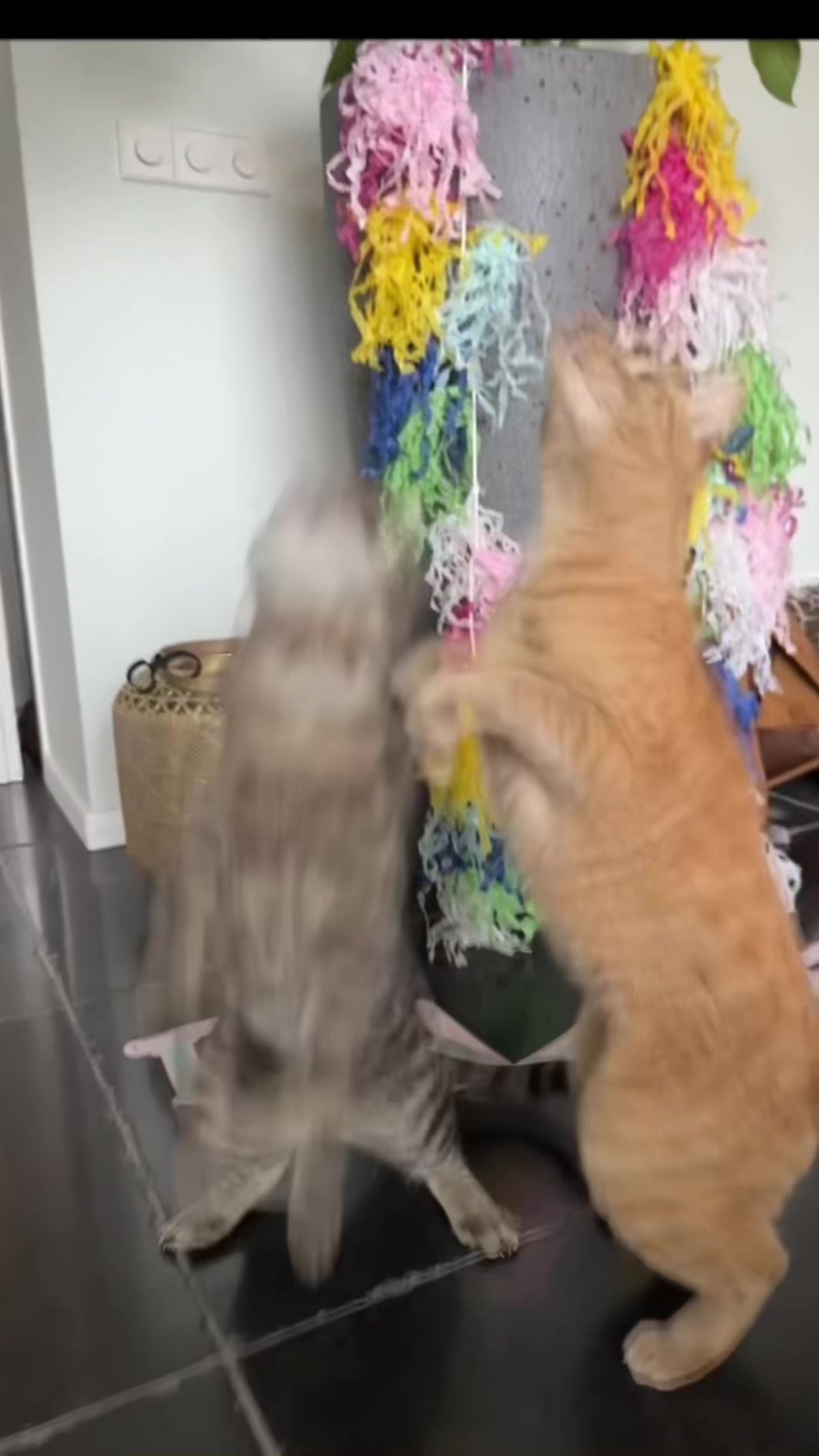 @Purrfect Spark
