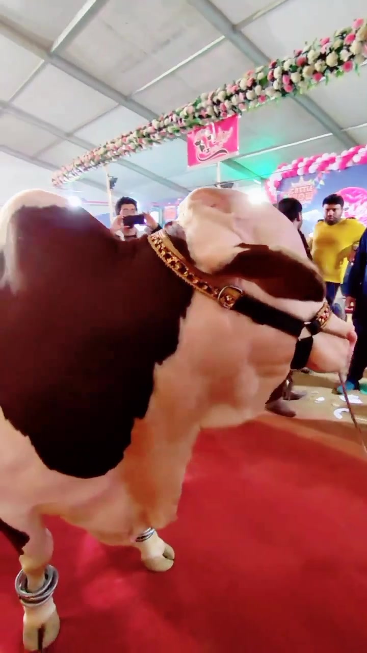 @Karachi Bull lovers