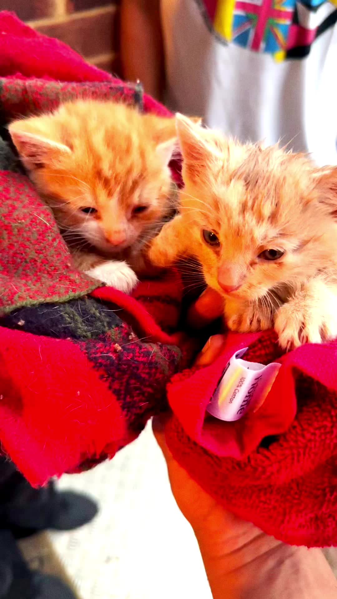 @Miracle Kittens
