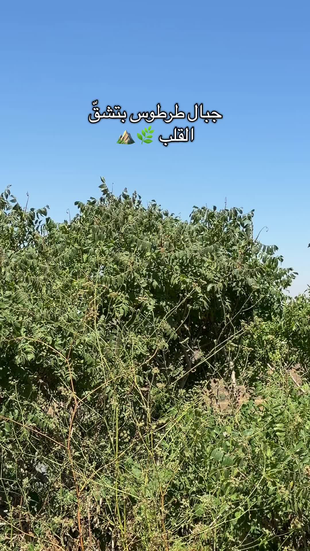 @Al-Arabi Market العربي ماركت