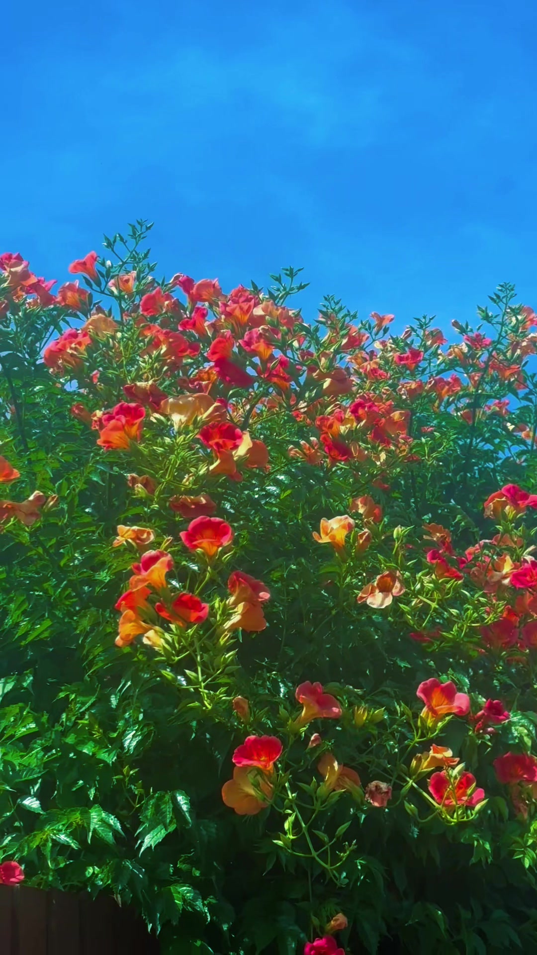 @🌺DYC🌺