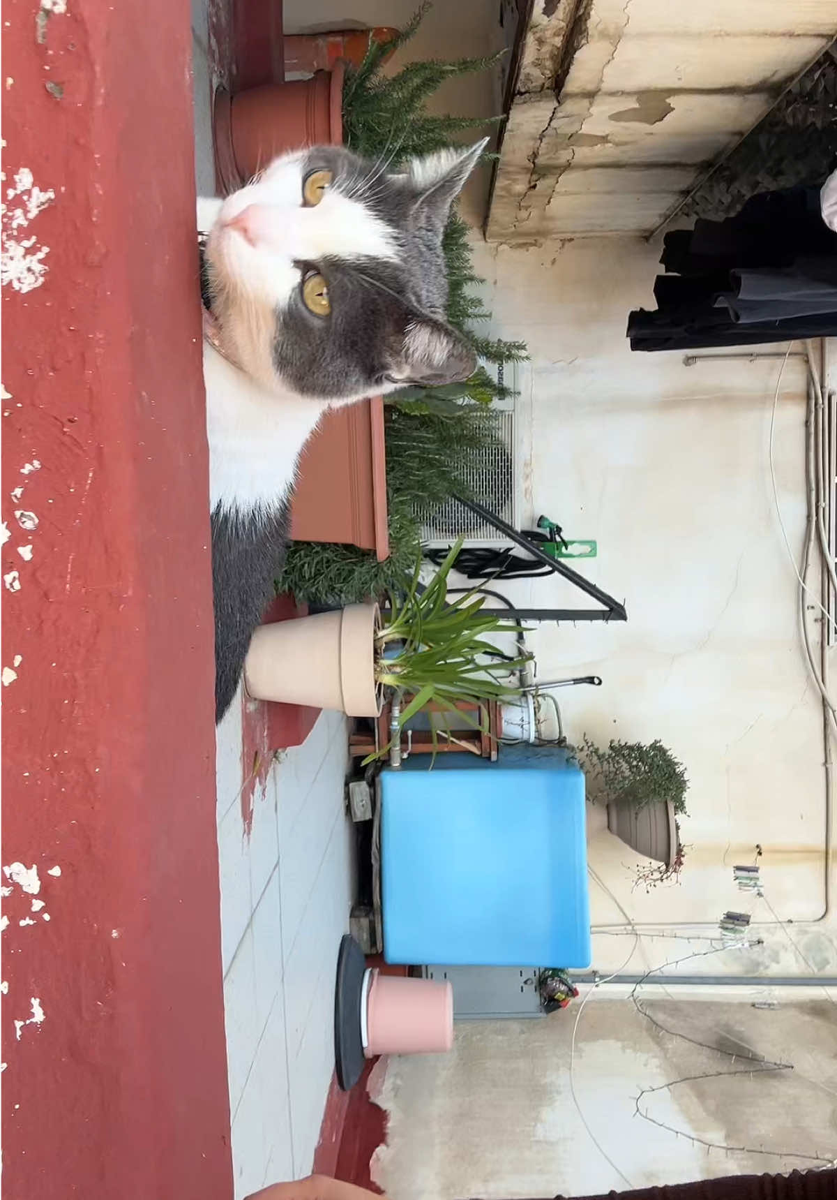 @ναℓzα