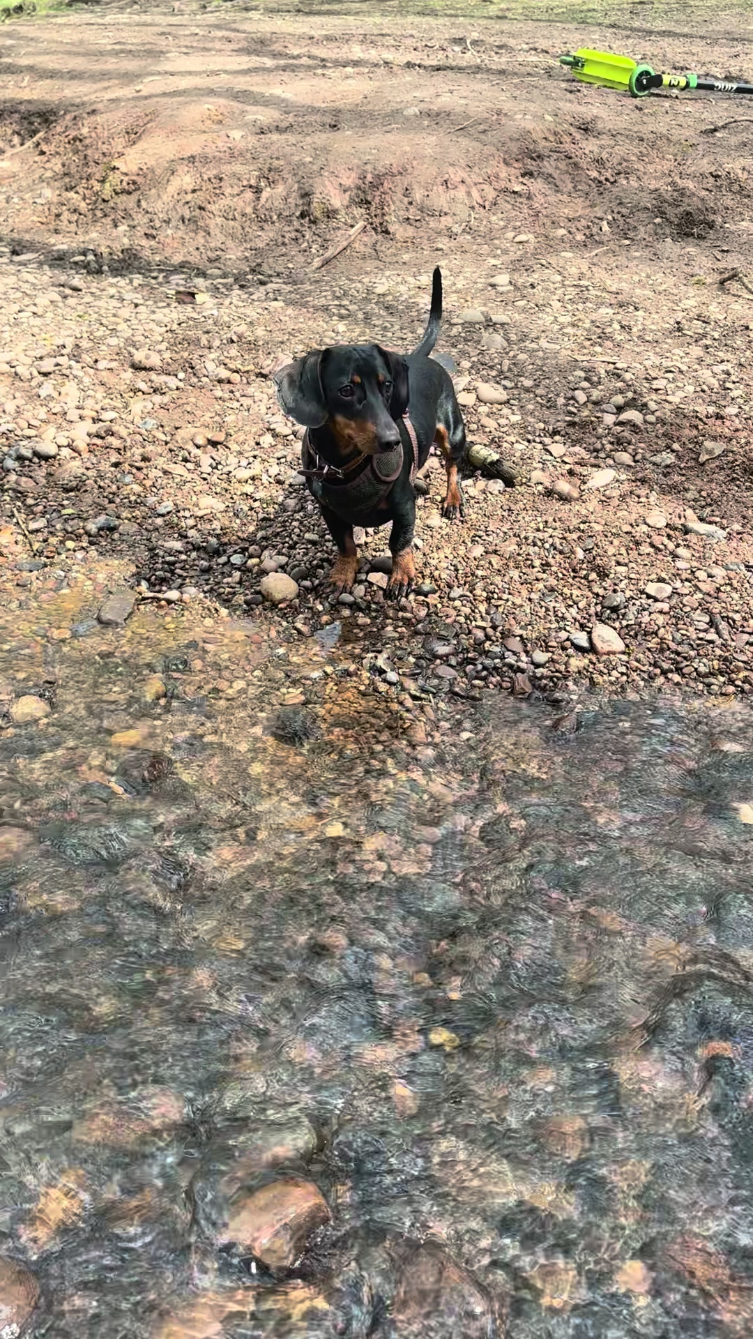 @Emily ][ DachshundDiaries