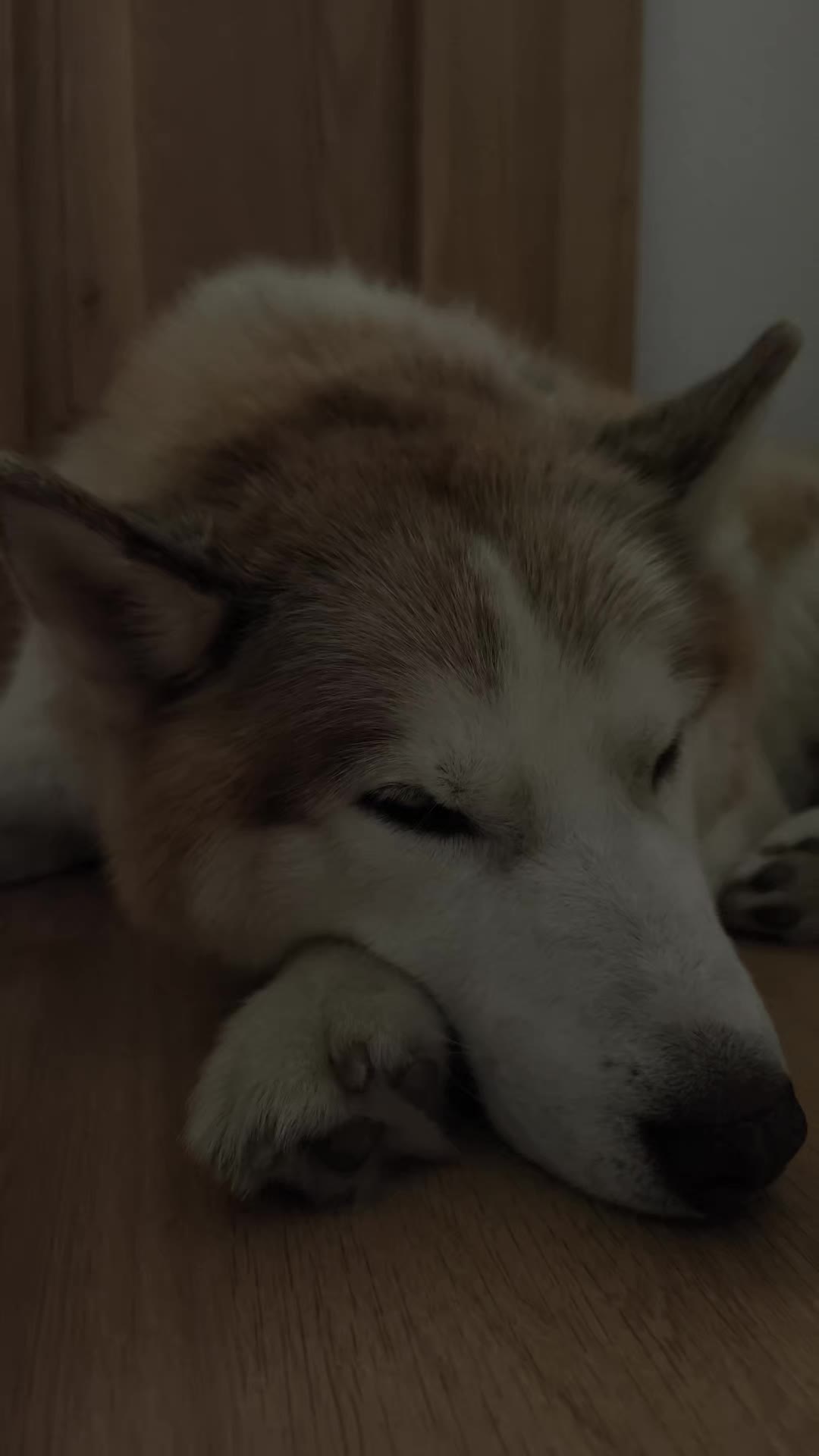 @Marianni and her husky dogs