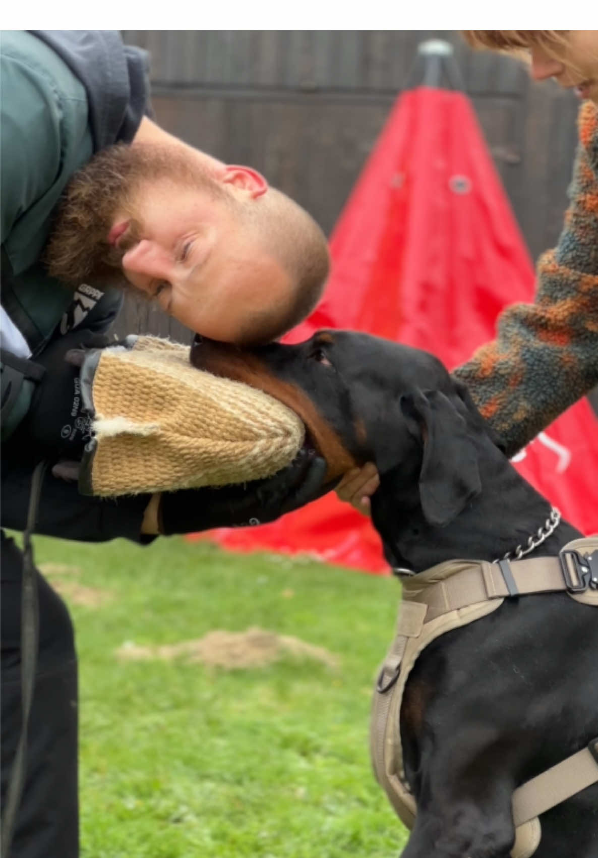 @GRAREVA dobermanns