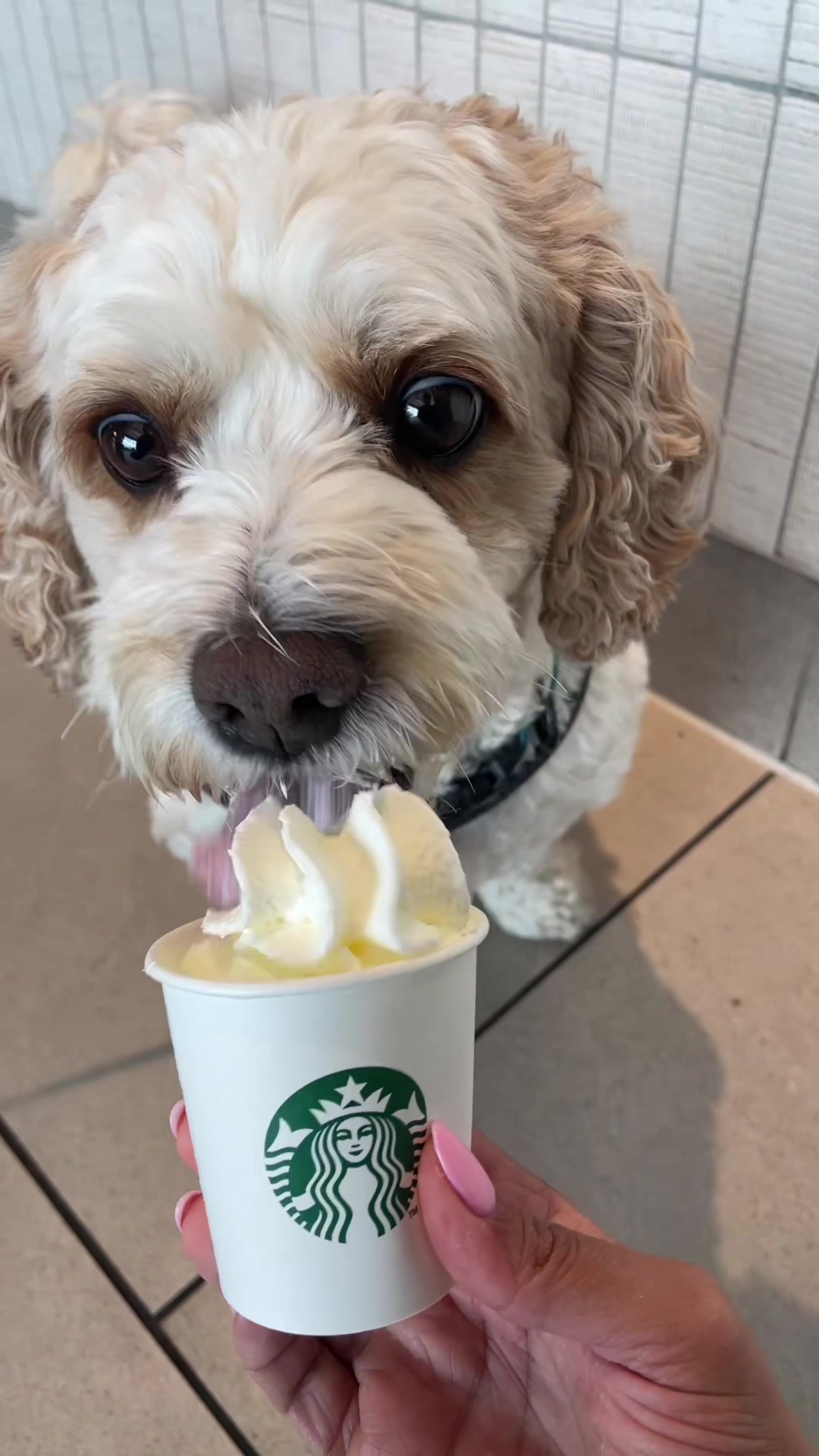 @My Cavachon