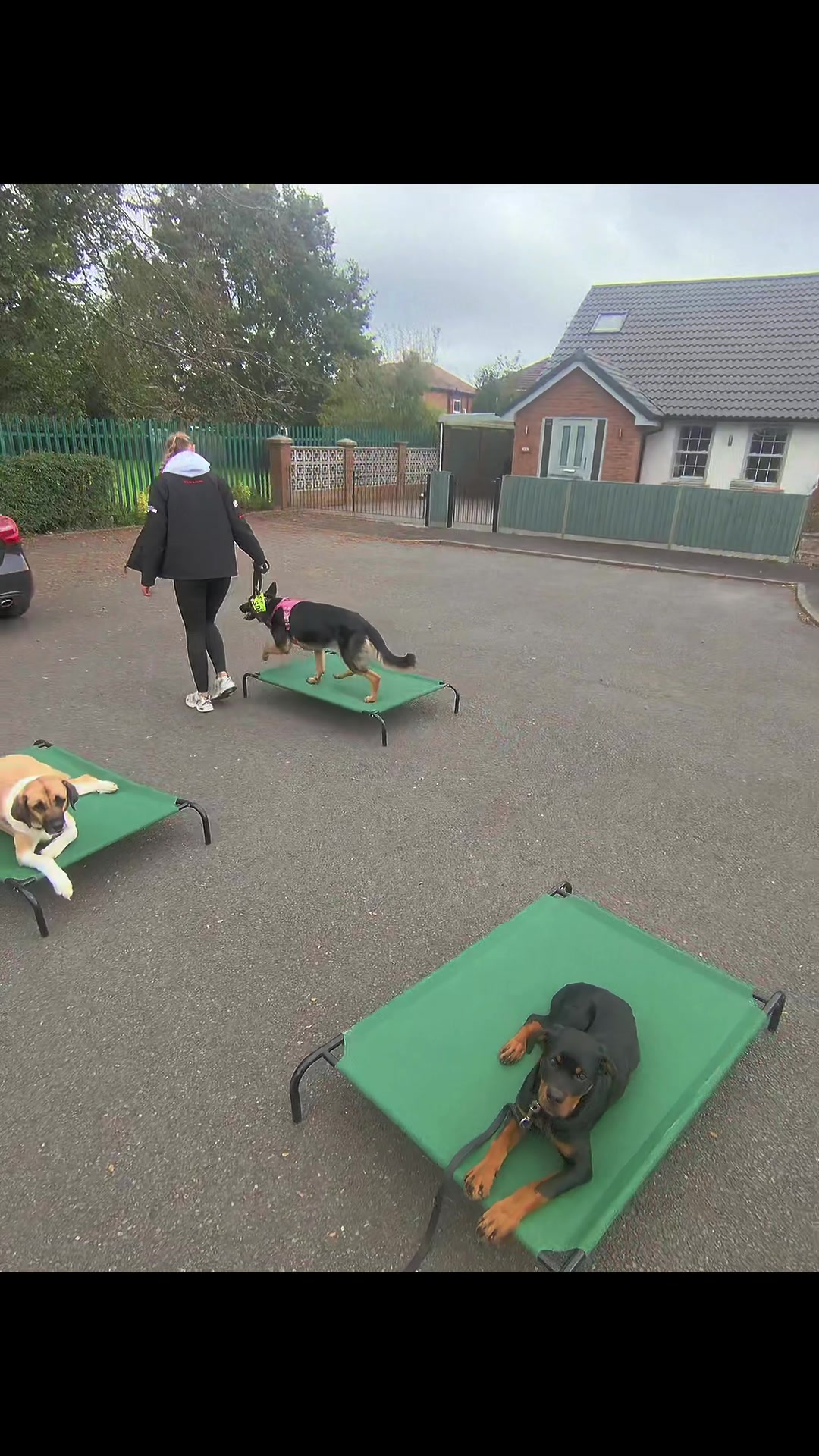 @rbdogtraining