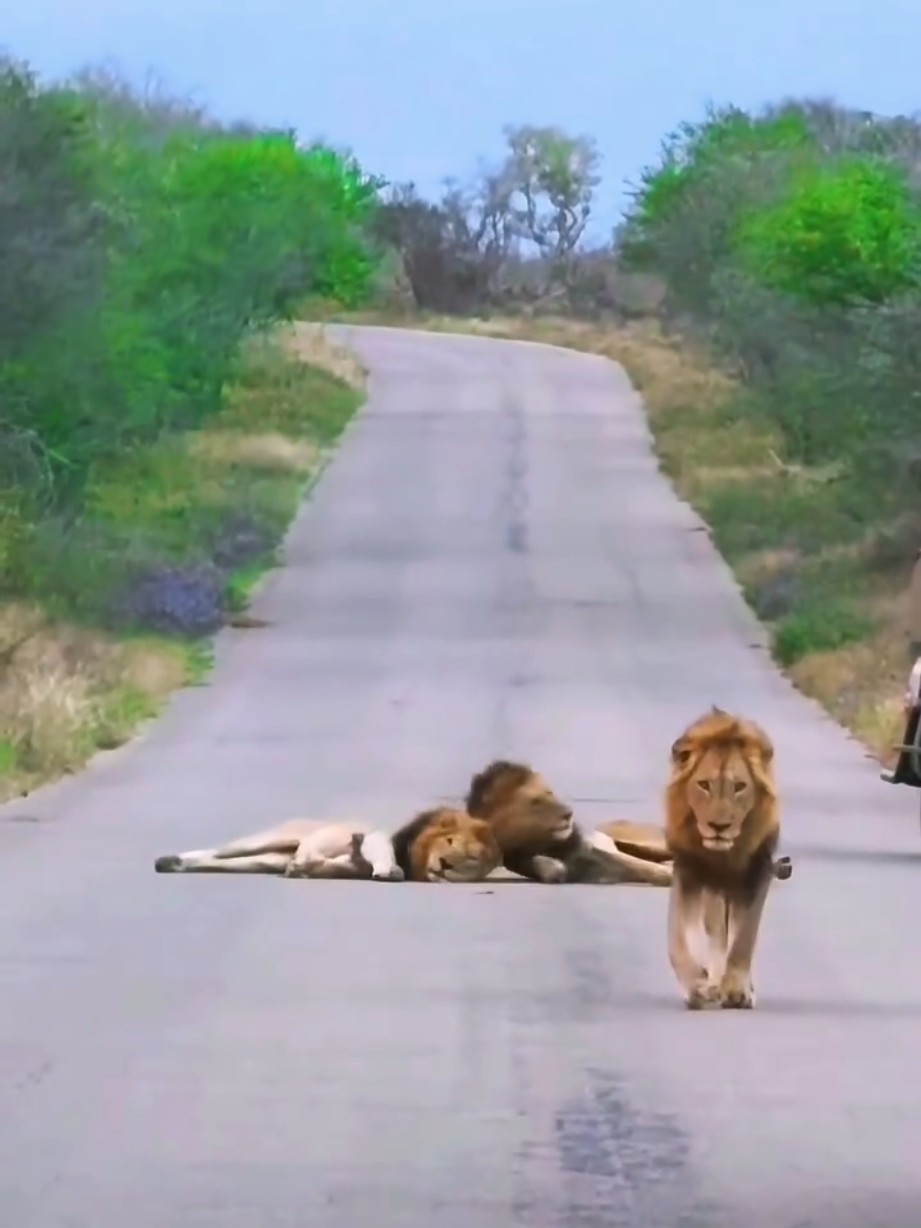 @Lion Sightings