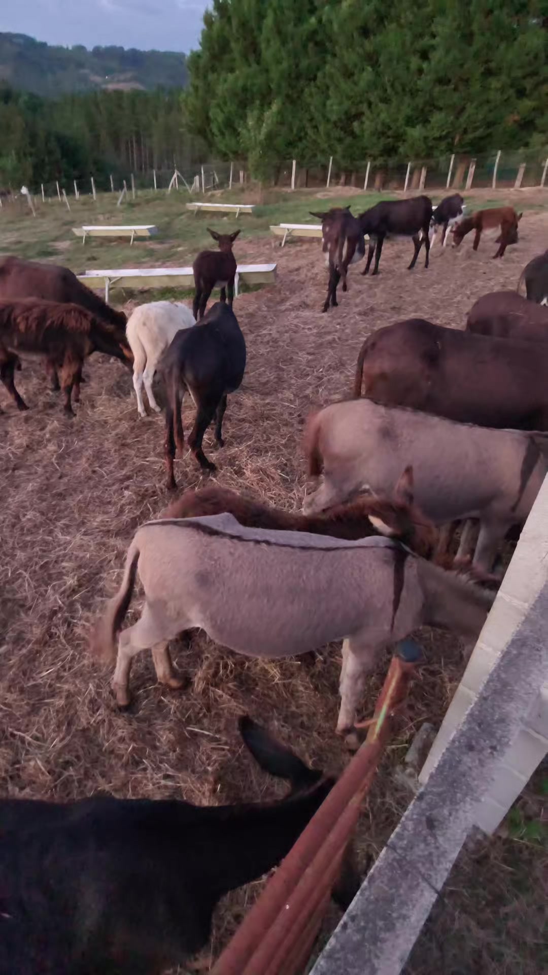 @Astosoro Burros Encartados