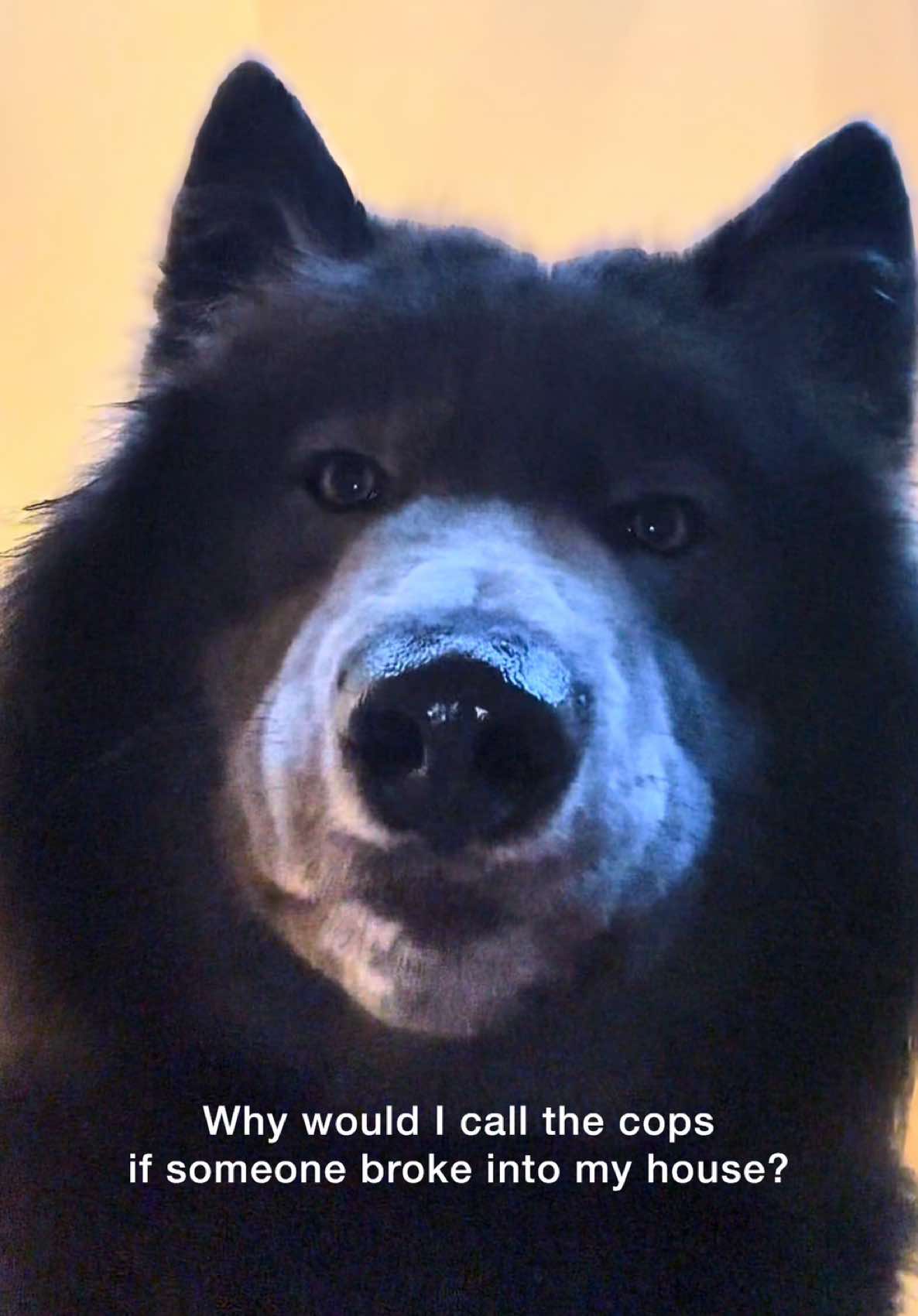 @My Blue Wolf