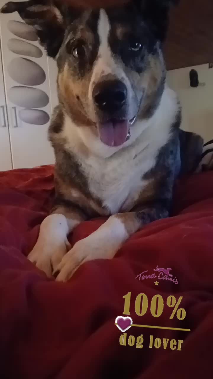 @Buddy the fundog