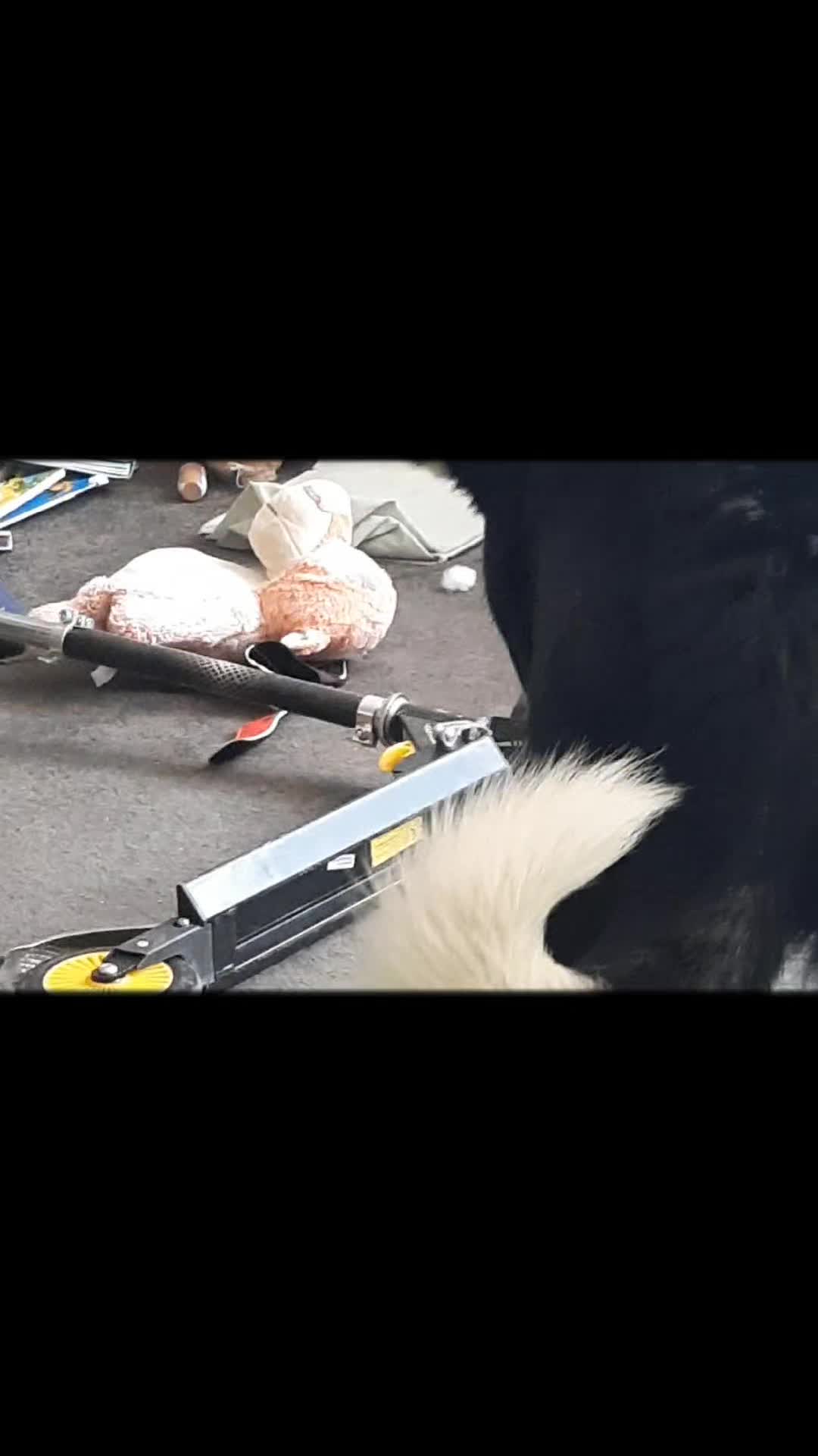 @Bordercollies Anonymous Club