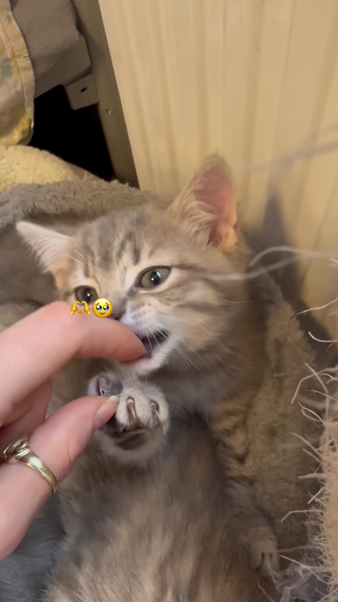 @katze