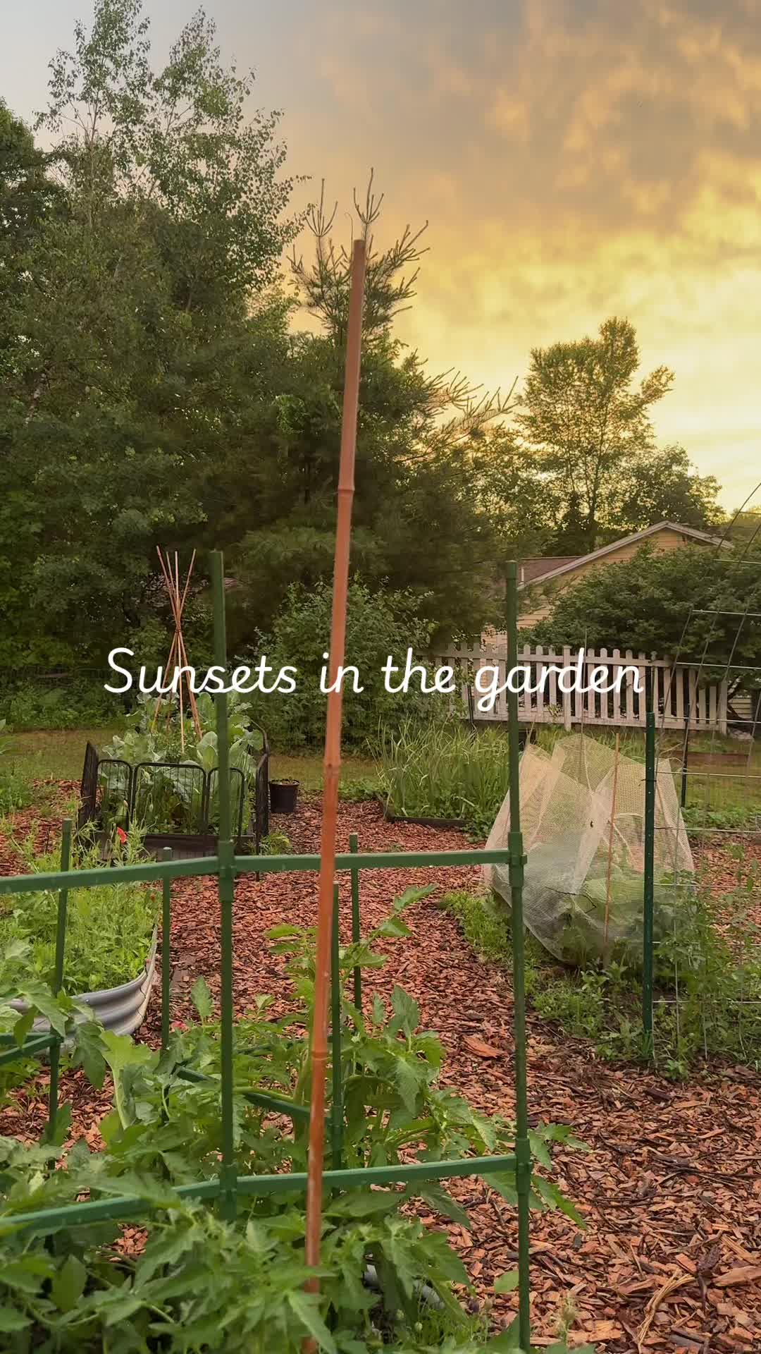 @Manica | zone 6a gardener