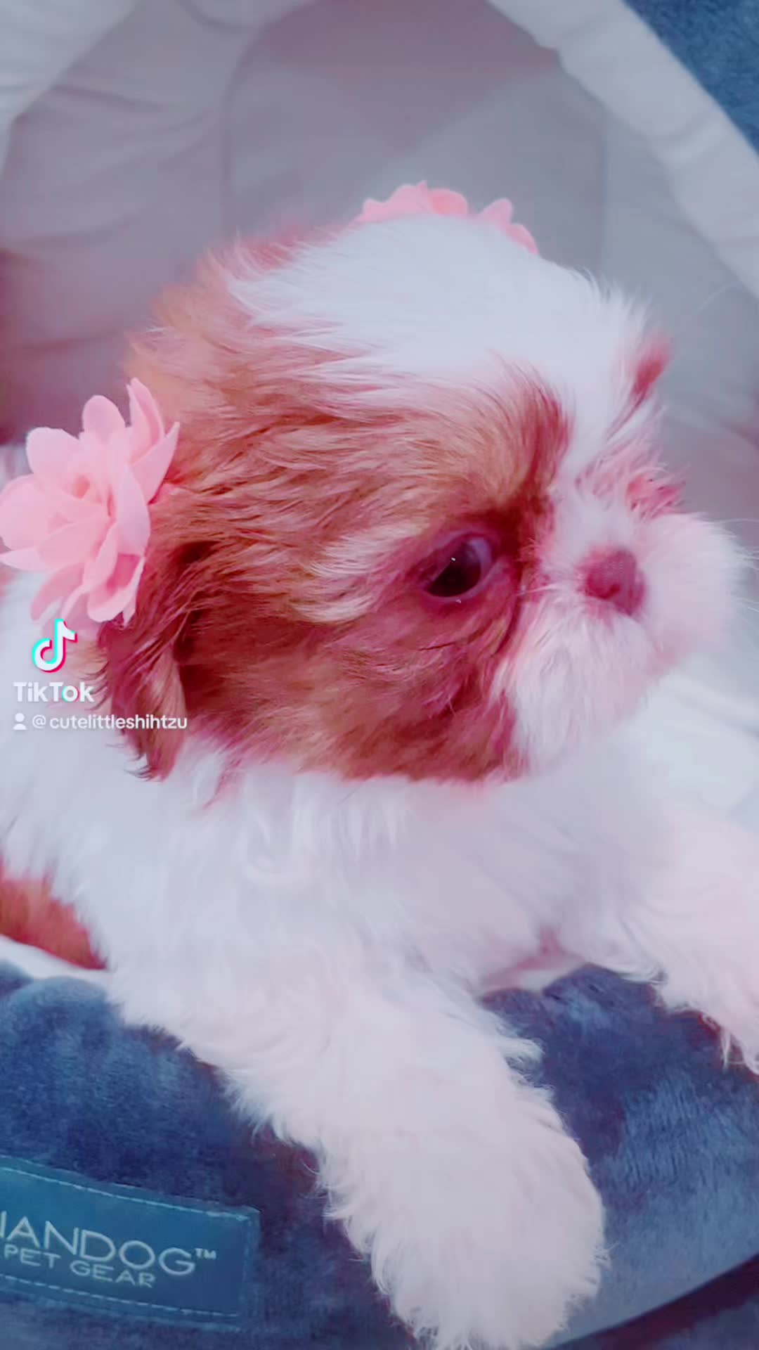 @SHIHTZU SOIRÉE
