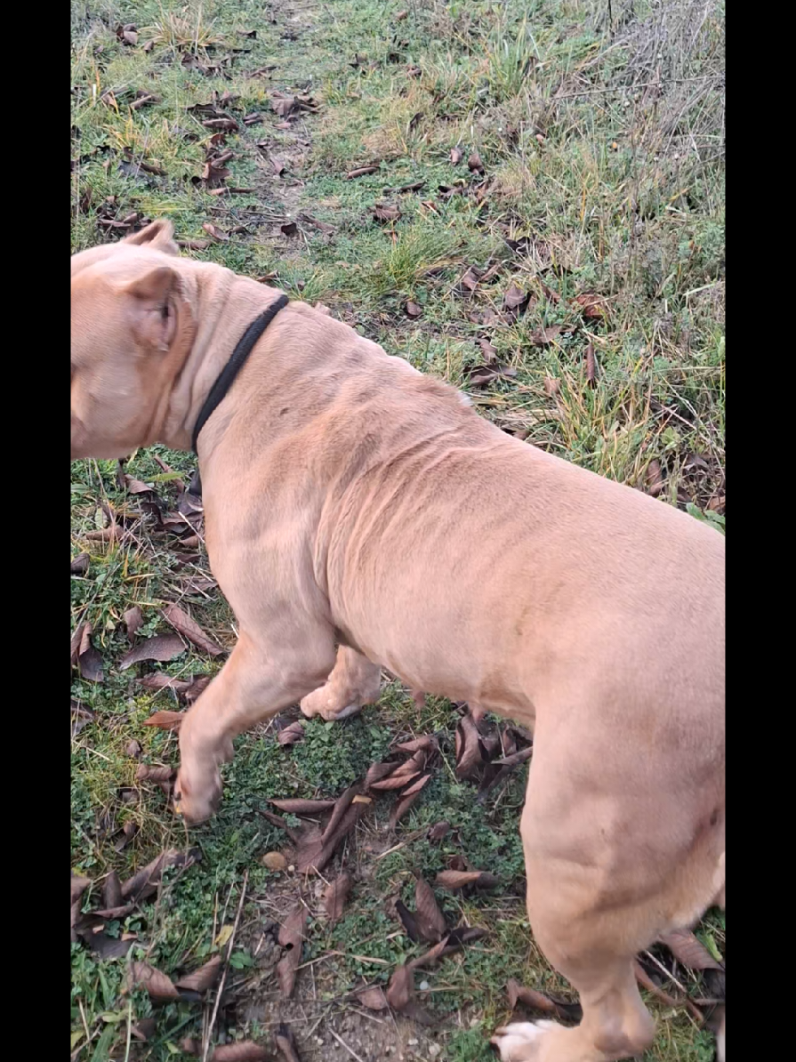 @AKATSUKI BULLY KENNEL 🇭🇹🇫🇷