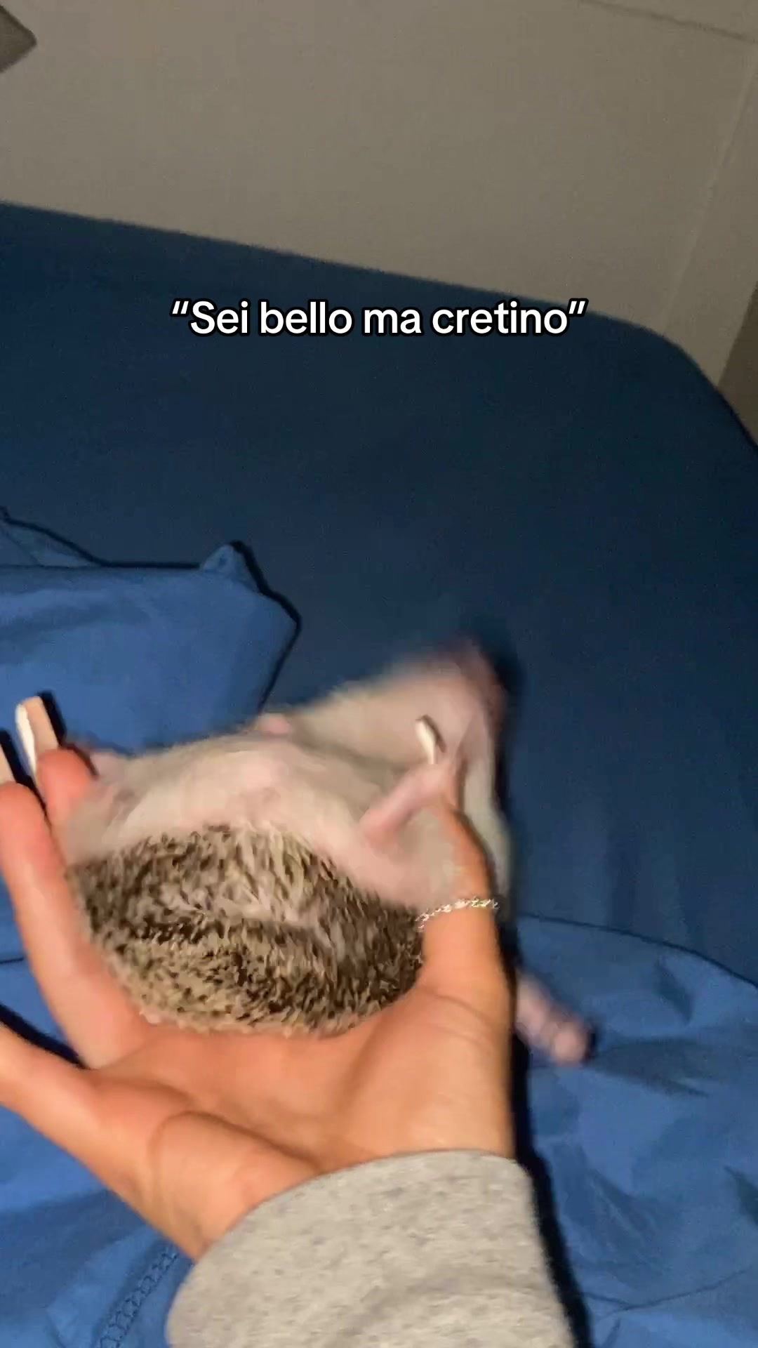 @chiaravanni_