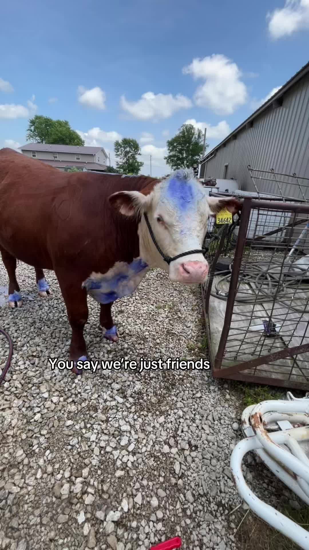 @Sylvia🐄