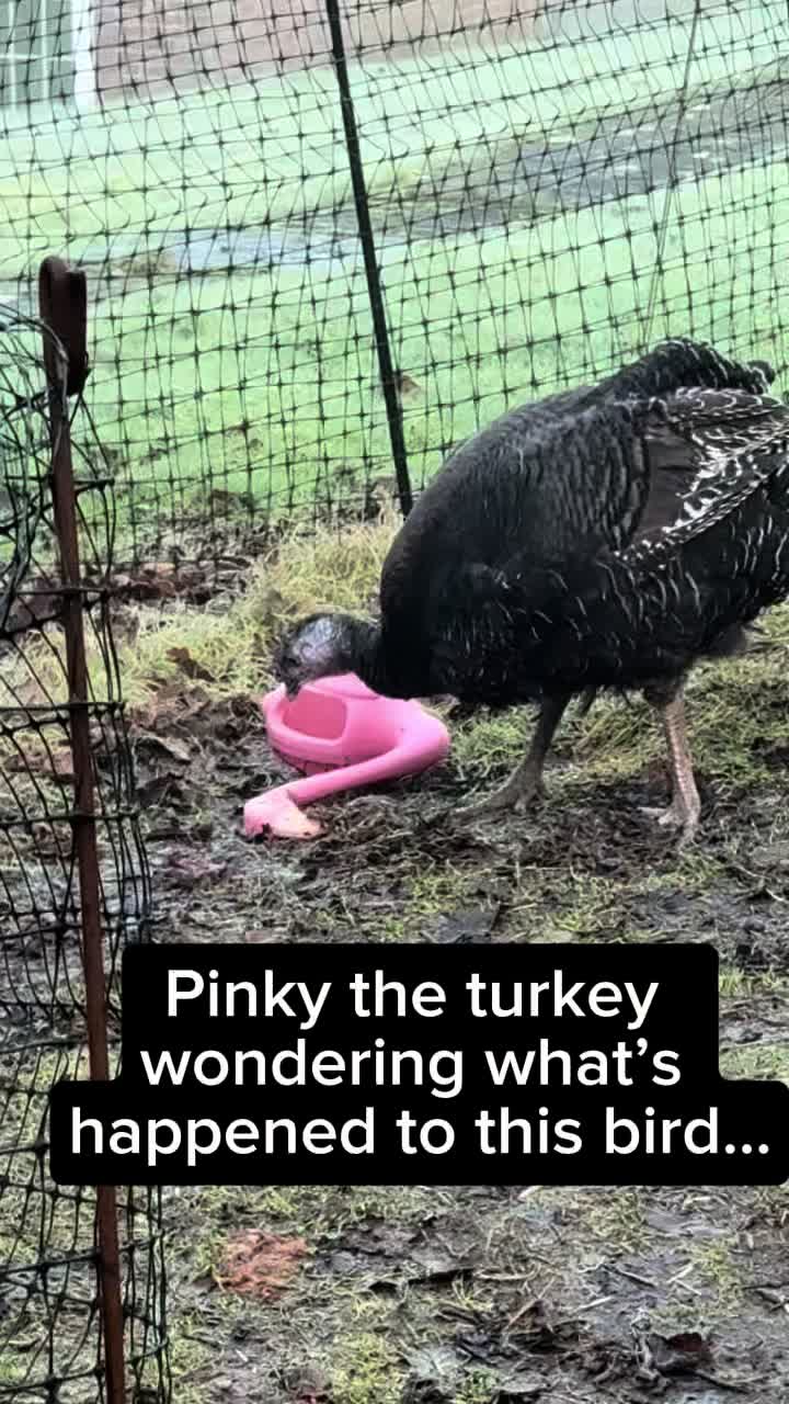 @dancing.chickens1