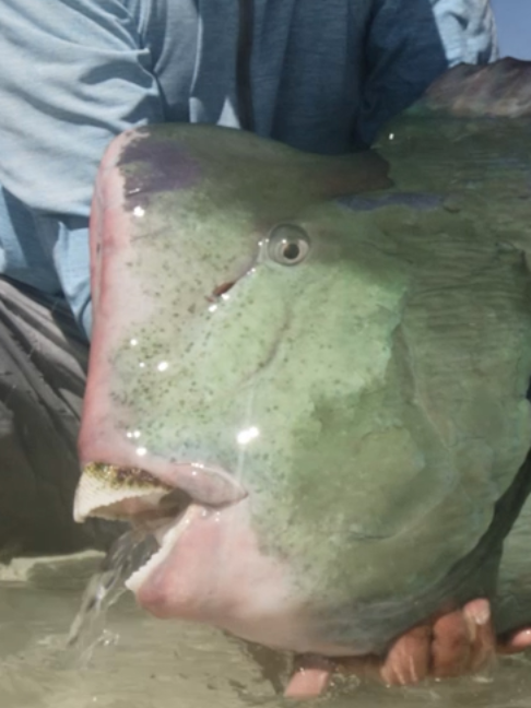 @Fishing TV